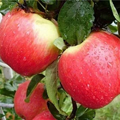 Яблоня ЖЕНЕВА (ЖЕНЕВА ЭРЛИ) в Минске