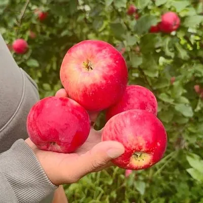 Яблоня АКСЕНА в Минске