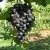 Виноград ВОСТОРГ ЧЕРНЫЙ в Минске