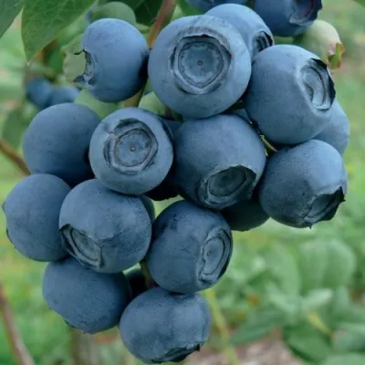 Голубика РУБЕЛ — описание сорта Голубика РУБЕЛ в Минске