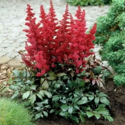 Астильба МОНТГОМЕРИ японская — описание сорта Астильба МОНТГОМЕРИ японская в Минске