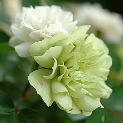 Роза ГРИН АЙС миниатюрная в Минске