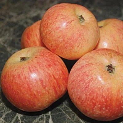 Яблоня КОНФЕТНОЕ в Минске