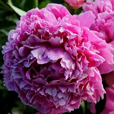 саженцы пиона саженцы пиона