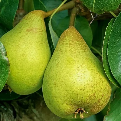 Груша Г-6 колонновидная  Груша Г-6 колонновидная в Минске