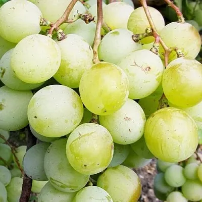 Виноград КЕША МУСКАТ  Виноград КЕША МУСКАТ в Минске