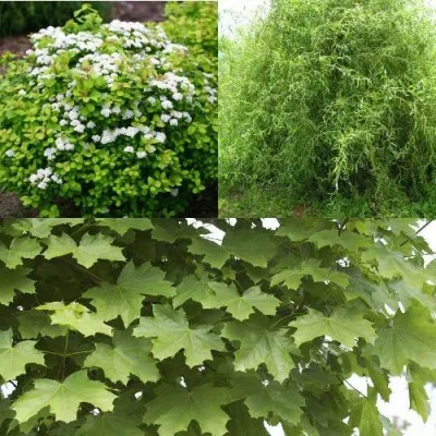 Комплект ЗЕЛЕНЫЙ ОАЗИС в Минске