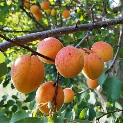 Абрикос ЖЕРДЕЛА  Абрикос ЖЕРДЕЛА в Минске