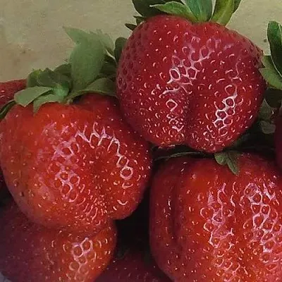 Клубника ДЕСТЕНИ  Клубника ДЕСТЕНИ в Минске