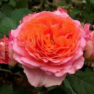 Роза НОТР ДАМ ДЮ РОЗЕР шраб в Минске