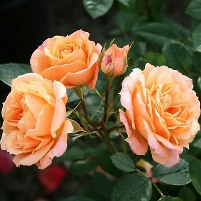 Роза КЛЕМЕНТИНА миниатюрная в Минске