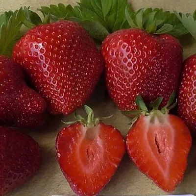 Клубника САНДРА  Клубника САНДРА в Минске