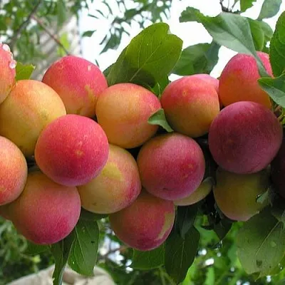 Слива СКОРОПЛОДНАЯ в Минске