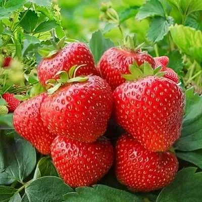 Клубника КИМБЕРЛИ  Клубника КИМБЕРЛИ в Минске