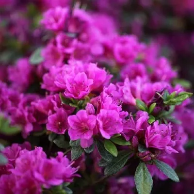 Азалия ГЕЙША ПЕРПЛ японская в Минске