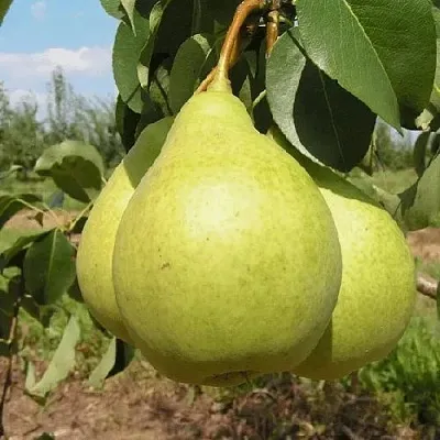 Груша МЕДОВАЯ колонновидная  Груша МЕДОВАЯ колонновидная в Минске