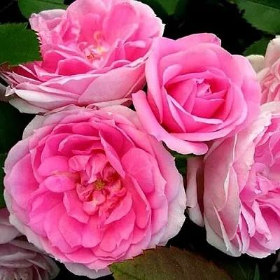 Роза ПРЕЙРИ ДЖОЙ шраб в Минске