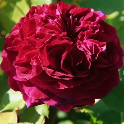 Роза ДИНО ДЕ ЛАУРЕНТИС шраб в Минске