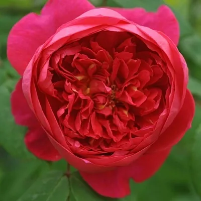 Роза БЕНДЖАМИН БРИТТЕН шраб в Минске