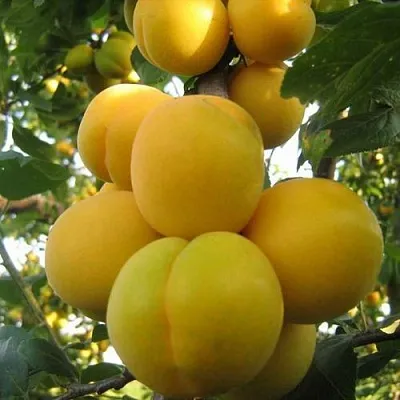 Слива ЛОДВА в Минске