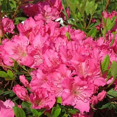 Азалия КИРСТИН японская в Минске