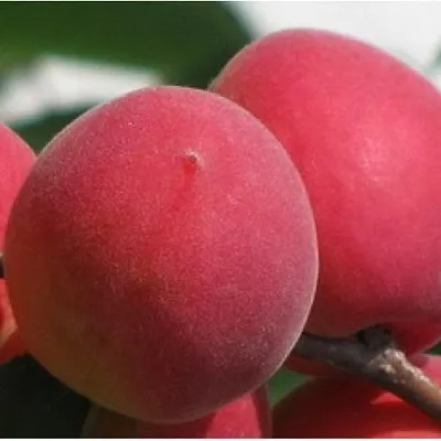 Абрикос РУБИН  Абрикос РУБИН в Минске