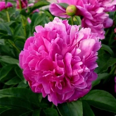 Пион ФЕЛИКС КРАУССЕ травянистый  Пион ФЕЛИКС КРАУССЕ травянистый в Минске