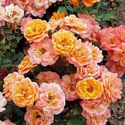 Роза ЭПРИКОТ КЛЕМЕНТИНА миниатюрная в Минске