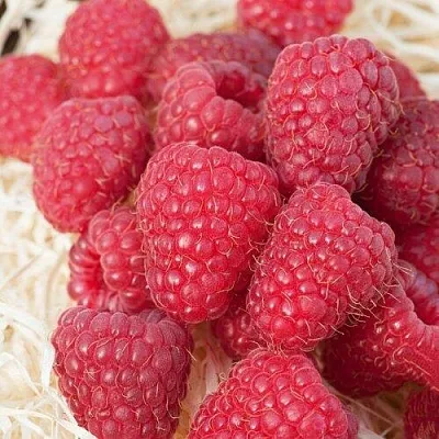 Малина МАРАСТАР  Малина МАРАСТАР в Минске