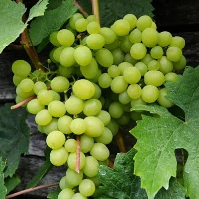 Виноград АЛЕШЕНЬКИН  Виноград АЛЕШЕНЬКИН в Минске