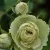 Роза ГРИН ДАЙМОНД миниатюрная — описание сорта Роза ГРИН ДАЙМОНД миниатюрная в Минске