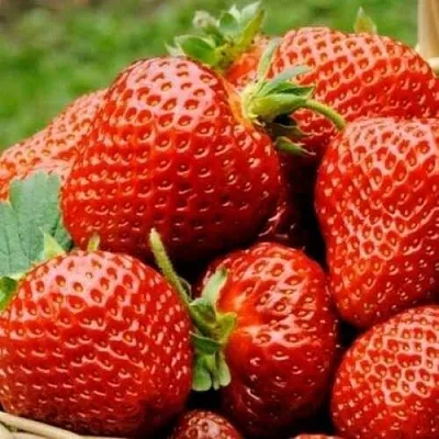 Клубника ФЛОРЕНС  Клубника ФЛОРЕНС в Минске