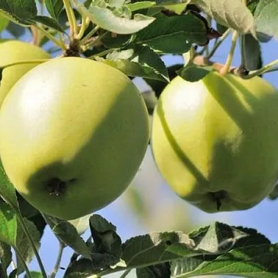 Яблоня САХАРНАЯ в Минске