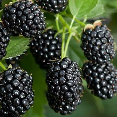 Ежевика ЧЕРНАЯ МАГИЯ ремонтантная   Ежевика ЧЕРНАЯ МАГИЯ ремонтантная  в Минске