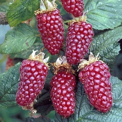 Ежемалина ТАЙБЕРРИ  Ежемалина ТАЙБЕРРИ в Минске