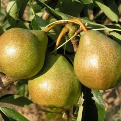 Груша ВЕСНЯНКА в Минске