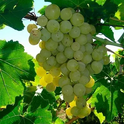 Виноград КИШМИШ МУСКАТНЫЙ  Виноград КИШМИШ МУСКАТНЫЙ в Минске