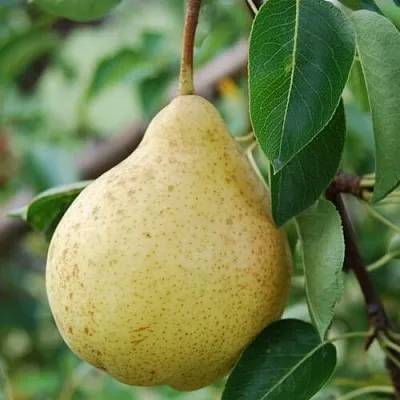 Груша МОСКВИЧКА Груша МОСКВИЧКА