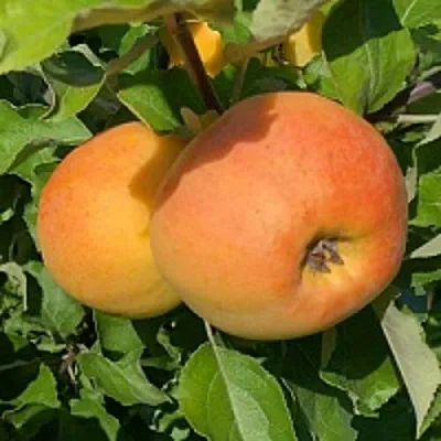 Яблоня АНТОНОВКА ЗОЛОТАЯ в Минске