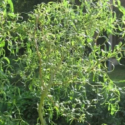 Ива МАТСУДАНА — описание сорта Ива МАТСУДАНА в Минске