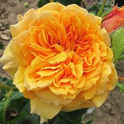 Роза ЛЕА ТУТУ шраб в Минске