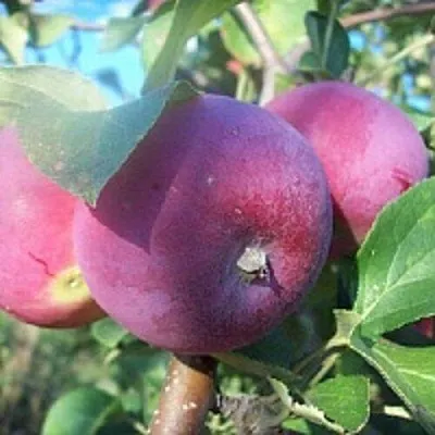 Яблоня СЕРЕБРЯНОЕ КОПЫТЦЕ в Минске