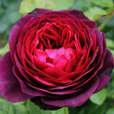 Роза АСТРИД ГРАФИН ФОН ХАРДЕНБЕРГ шраб в Минске