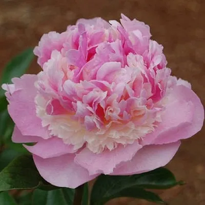 Пион ЭНДЖЕЛ ЧИКС травянистый  Пион ЭНДЖЕЛ ЧИКС травянистый в Минске