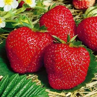 Клубника ВИМА ЗАНТА  Клубника ВИМА ЗАНТА в Минске