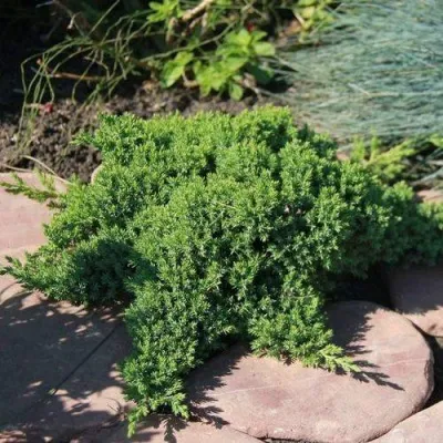 Можжевельник АВАСИ лежачий  — описание сорта Можжевельник АВАСИ лежачий  в Минске