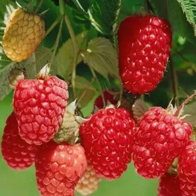 Малина ХИМБО-ТОП — описание сорта Малина ХИМБО-ТОП в Минске