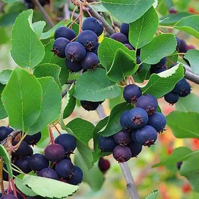 Ирга THIESSEN — описание сорта Ирга THIESSEN в Минске