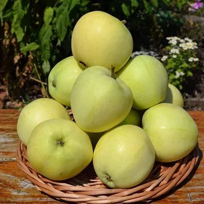 Яблоня ПАПИРОВКА в Минске