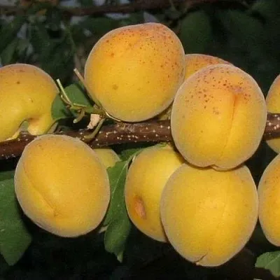 Абрикос ДЕСЕРТНЫЙ ГОЛУБЕВА  Абрикос ДЕСЕРТНЫЙ ГОЛУБЕВА в Минске